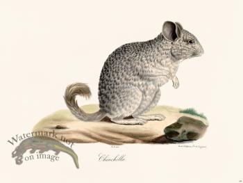 Cuvier 285 Ehinchilla